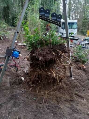 Large stump and root ball suspended after being pulled from the soil